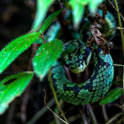 Herpetofauna
