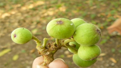 Ficus racemosa; Attikka
