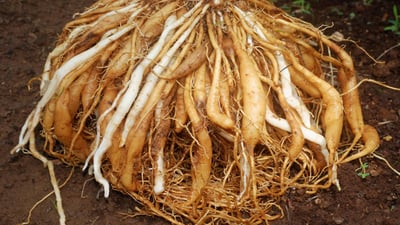 Asparagus racemosus