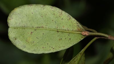 Kokoona zeylanica