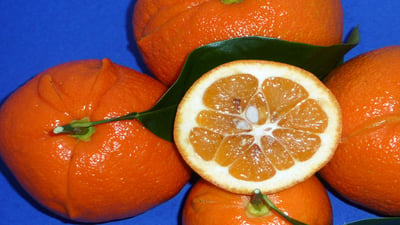 Citrus aurantium