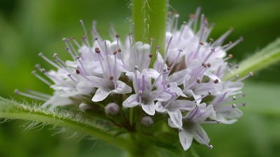 Mentha arvensis var. javanica (Oduthalan,??????)