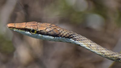 Brown Vine Snake