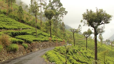 Hanthana Tea Plantations