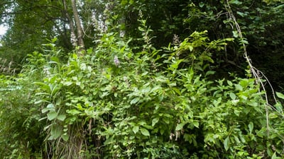 Clerodendrum serratum