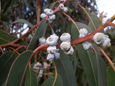 Eucalyptus globulus (Karupantine , Eucalyptus)