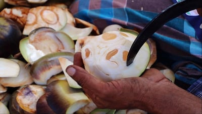 Borassus flabellifer