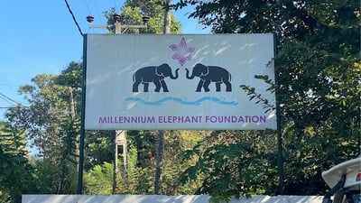 Millennium Elephant Foundation