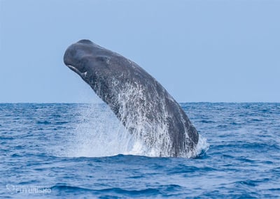 Sperm Whale