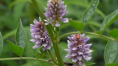 Glycyrrhiza glabra