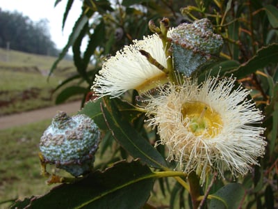 Eucalyptus globulus (Karupantine , Eucalyptus)