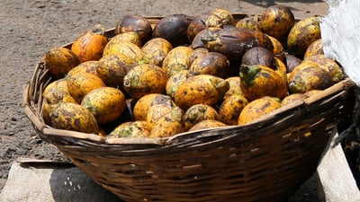 Areca catechu • Puwak • ?????