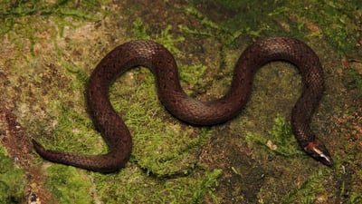 de Silva's Rough-sided Snake