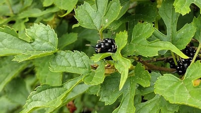 Morus alba var. indica