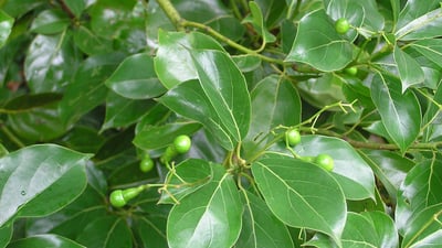 Cinnamomum camphora (?????)