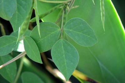 Dolichos biflorus