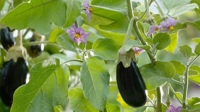 Solanum melongena