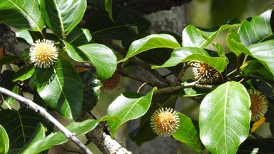 Nauclea orientalis