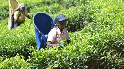 Handunugoda Tea Estate