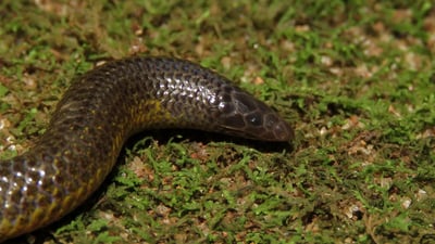 Phillip's Earth Snake