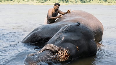Elephant bathing