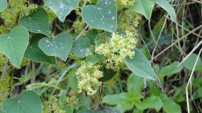 Cissampelos pareira  var. hirsuta