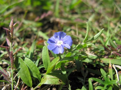 Evolvulus alsinoides