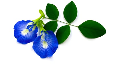Clitoria ternatea