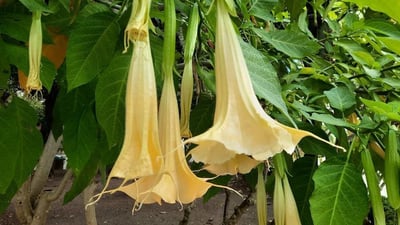 Brugmansia suaveolens
