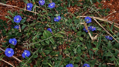 Evolvulus alsinoides