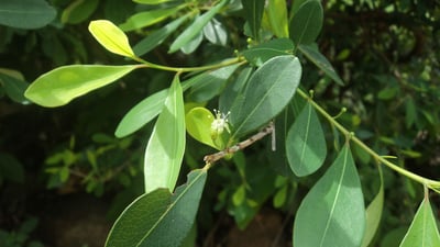 Erythroxylum monogynum
