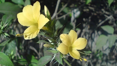 Barleria prionitis