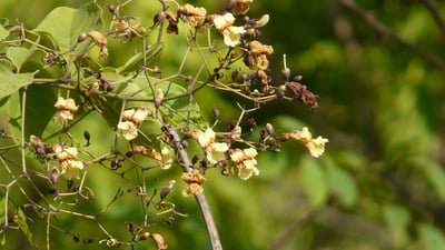 Stereospermum suaveolens