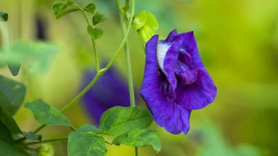 Clitoria ternatea