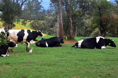 Ambewela Farm