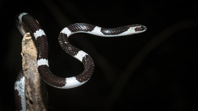 Common Bridal Snak