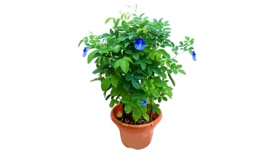 Clitoria ternatea