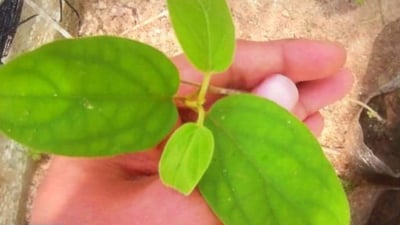 Gymnema sylvestre