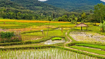 The Paddy Field (Kumbura)