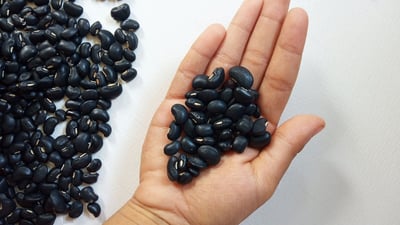 Vigna Mungo