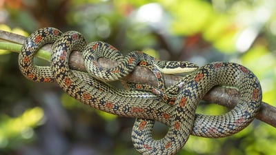 Ornate Flying Snake