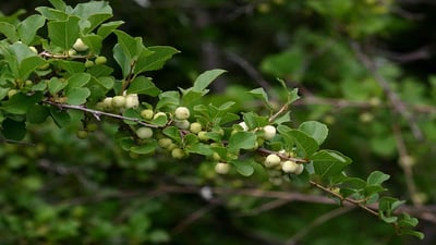 Flueggea leucopyrus