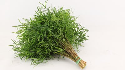 Asparagus falcatus