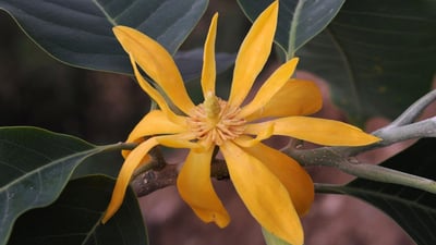 Michelia champaca  var. champaca