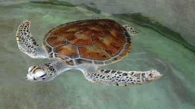 Hikkaduwa Turtle Hatchery
