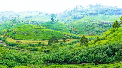 Pussellawa