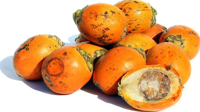 Areca catechu • Puwak • ?????