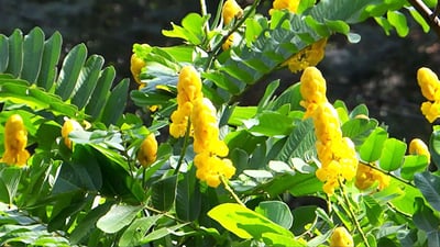 Cassia alata