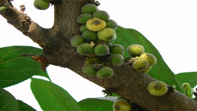 Ficus racemosa; Attikka