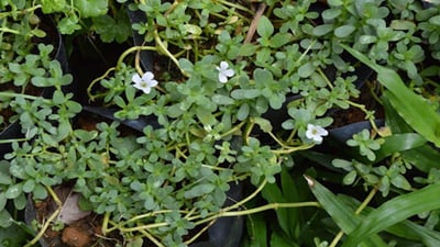 Bacopa monnieri
